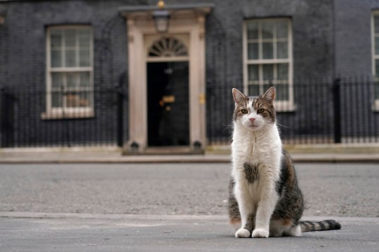 FILE - Larry the cat, Chief Mouser to the Cabinet Office, poses for the cameras outside 10 Downing Street in London, on March 13, 2024. (AP Photo/Alberto Pezzali, File)