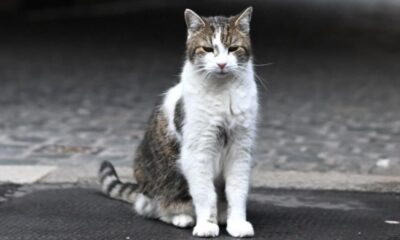 Downing Street draws up plans for when 'chief mouser' Larry the cat dies | UK News