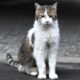 Downing Street draws up plans for when 'chief mouser' Larry the cat dies | UK News