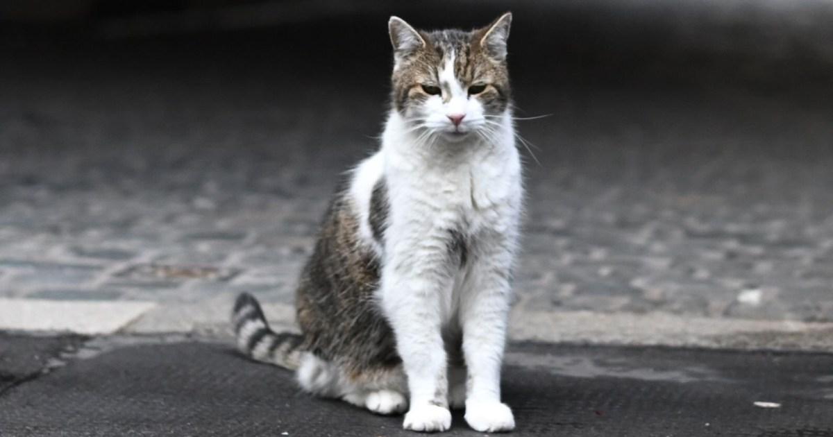 Downing Street draws up plans for when 'chief mouser' Larry the cat dies | UK News