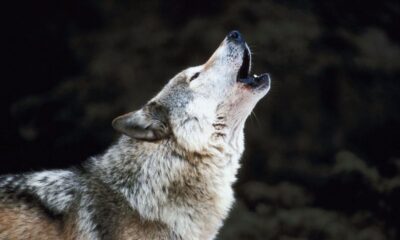 Fight for Justice: Protecting Wolves Like Theia from Brutalities in Wyoming 