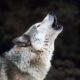 Fight for Justice: Protecting Wolves Like Theia from Brutalities in Wyoming 