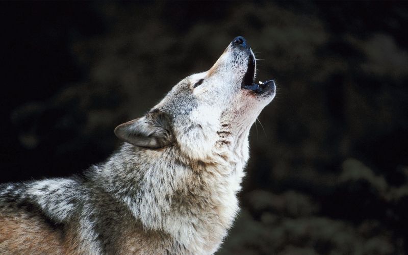 Fight for Justice: Protecting Wolves Like Theia from Brutalities in Wyoming 