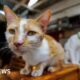 Me-ow! Kenyan feline lovers fret over cat-tax plan