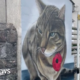 Mural painted in memory of Plymouth 'Morrisons cat'