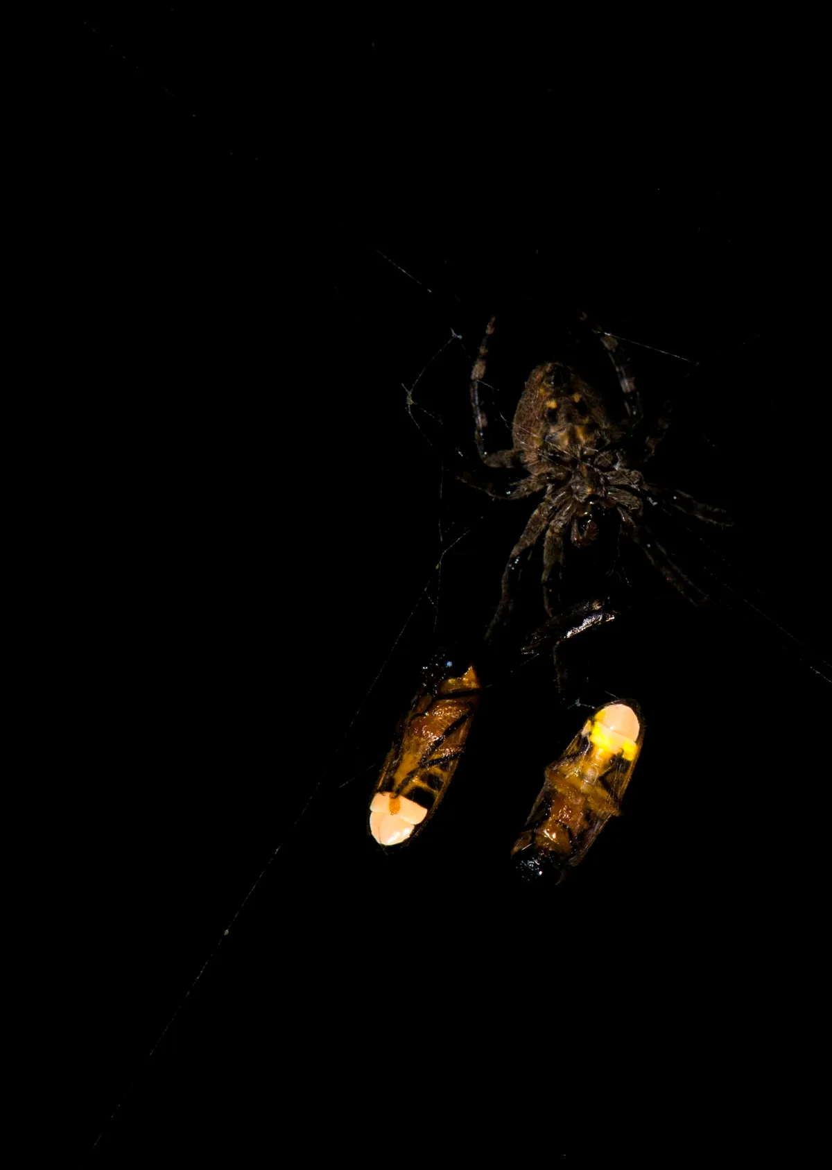 Orb-weaving spider manipulates firefly