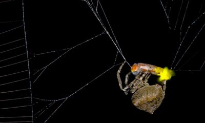 This venomous spider traps male fireflies in its web and forces them to flash like females. Experts just found out why