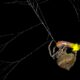 This venomous spider traps male fireflies in its web and forces them to flash like females. Experts just found out why