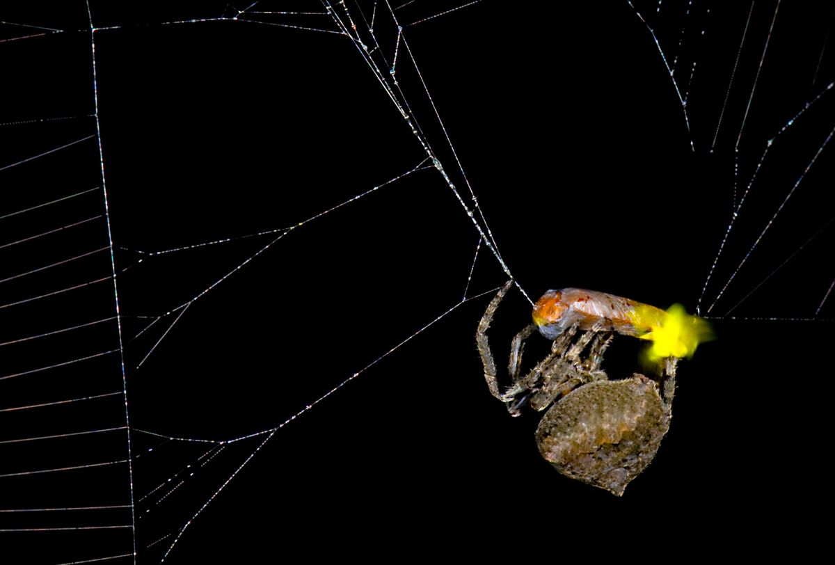 This venomous spider traps male fireflies in its web and forces them to flash like females. Experts just found out why