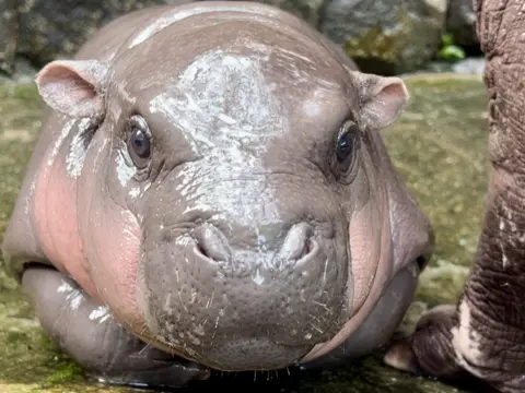 Khao Kheow Open Zoo/X Moo Deng, a two-month old female dwarf hippopotamus, looks into the camera at Khao Kheow Open Zoo.