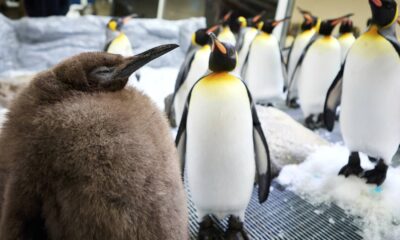 Huge Australian king penguin chick Pesto grows into social media star – 104.5 WOKV