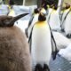 Huge Australian king penguin chick Pesto grows into social media star – 104.5 WOKV