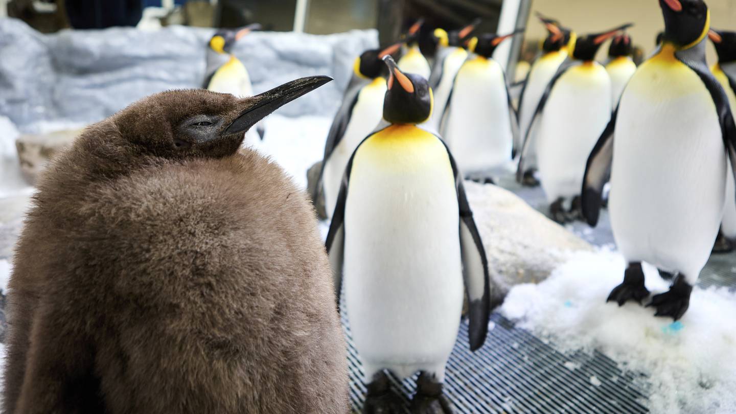 Huge Australian king penguin chick Pesto grows into social media star – 104.5 WOKV