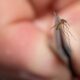 New York state confirms first eastern equine encephalitis death in Ulster County