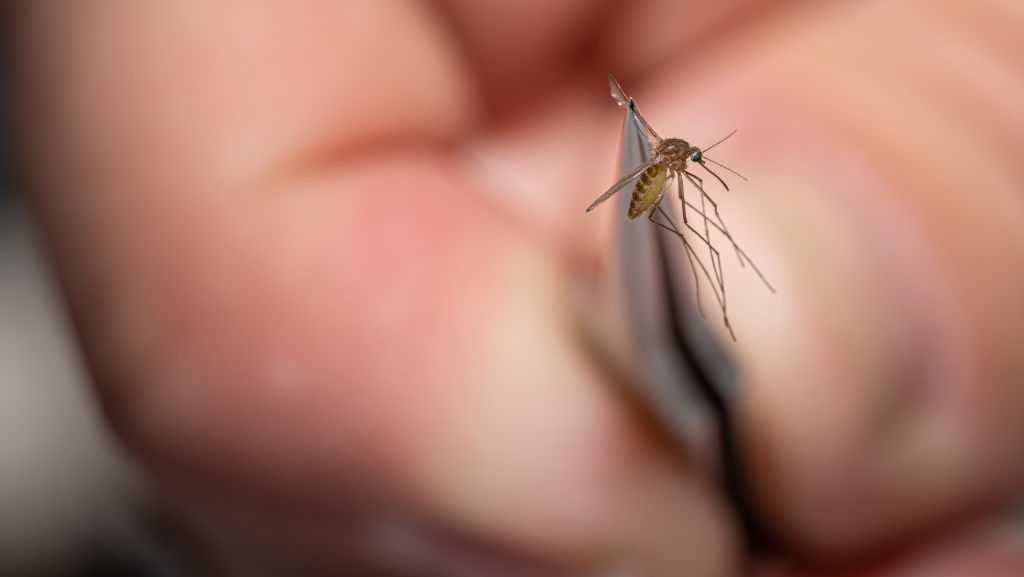 New York state confirms first eastern equine encephalitis death in Ulster County