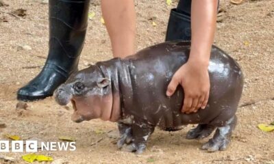 Thailand zoo's celebrity baby pygmy hippo