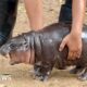 Thailand zoo's celebrity baby pygmy hippo