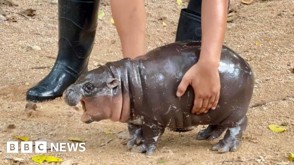 Thailand zoo's celebrity baby pygmy hippo