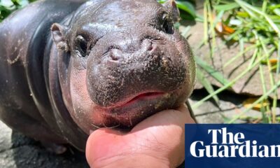 ‘I set a goal to make her famous’: the baby pygmy hippo who became a giant online | Thailand