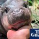 ‘I set a goal to make her famous’: the baby pygmy hippo who became a giant online | Thailand