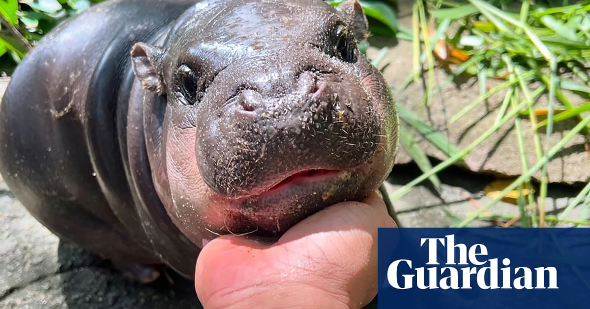 ‘I set a goal to make her famous’: the baby pygmy hippo who became a giant online | Thailand