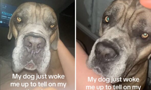 Cane corso waking up owner