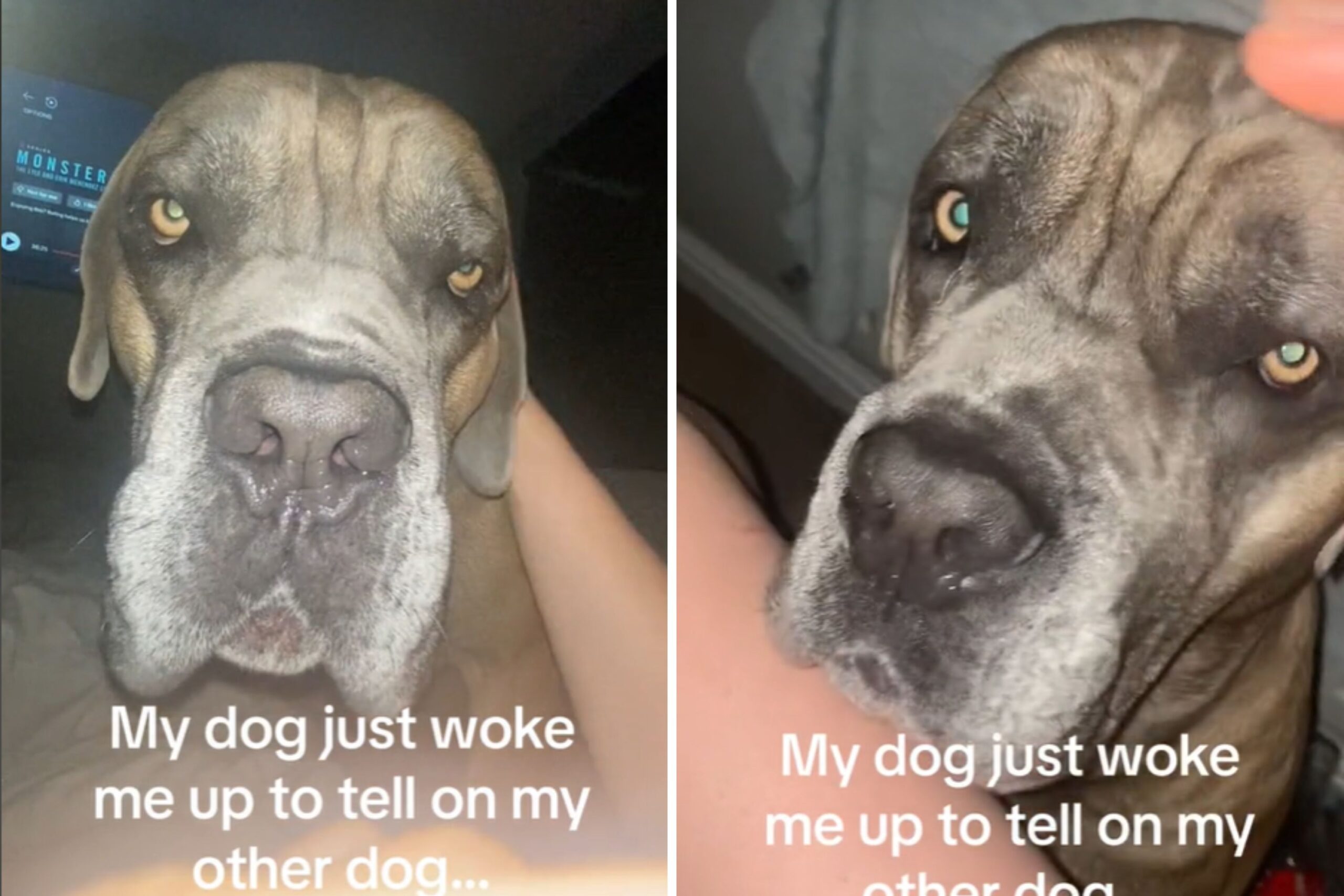 Cane corso waking up owner