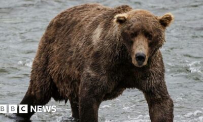 Fat Bear Week begins after contestant's fatal river mauling