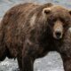 Fat Bear Week begins after contestant's fatal river mauling