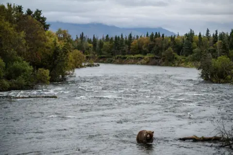 Getty Images Bear in river