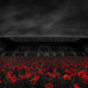 Remembrance Fixture – Hearts