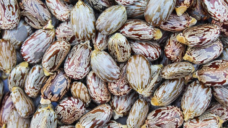 Castor beans.
File pic: iStock