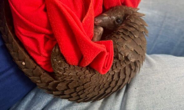 Feed a tiny pangolin pup for a month this Giving Tuesday.