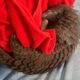 Feed a tiny pangolin pup for a month this Giving Tuesday.