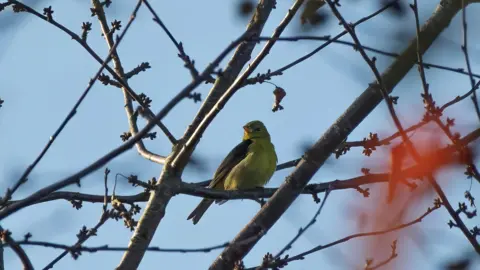 Matt O'Sullivan Scarlet tanager, a yellow-green bird, hidden amongst tree branches.