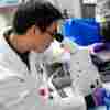 Dr. Benjamin Jin, a biologist, works on immunotherapy for HPV+ cancers, in a lab at the National Cancer Institute at the National Institutes of Health (NIH) in Bethesda, Md. in 2018. The NIH funds research into cancer treatments among many other diseases. Experimental trials are ongoing at the National Institutes of Health Clinical Center, a US government-funded research hospital where doctors are trying to partially replace patients' immune systems with T-cells that would specifically attack cancers caused by the human papillomavirus (HPV), a common sexually transmitted infection. A person's T-cells will naturally try to kill off any invader, including cancer, but usually fall short because tumors can mutate, hide, or simply overpower the immune system. Immunotherapies that have seen widespread success, such as chimeric antigen receptor (CAR-T) cell therapies, mainly target blood cancers like lymphoma, myeloma and leukemia, which have a tumor antigen -- like a flag or a signal -- on the surface of the cells so it is easy for immune cells to find and target the harmful cells. But many common cancers lack this clear, surface signal. Hinrichs' approach focuses on HPV tumors because they contain viral antigens that the immune system can easily recognize.