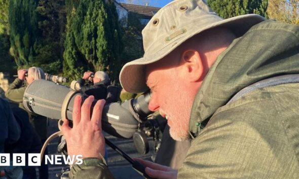 Crowds flock to Halifax to spot rare bird