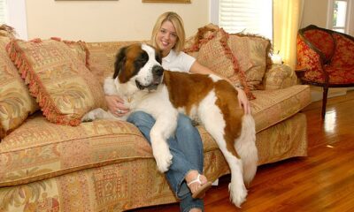 Pam Bondi, 59, was involved in a custody battle over her adopted St Bernard dog in 2005 after Hurricane Katrina