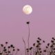 What November's 2024's Full Moon In Taurus Means For Your Sign