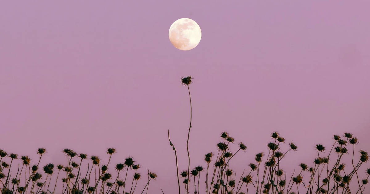 What November's 2024's Full Moon In Taurus Means For Your Sign