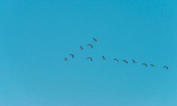 X to Bluesky migration gathers pace after US election