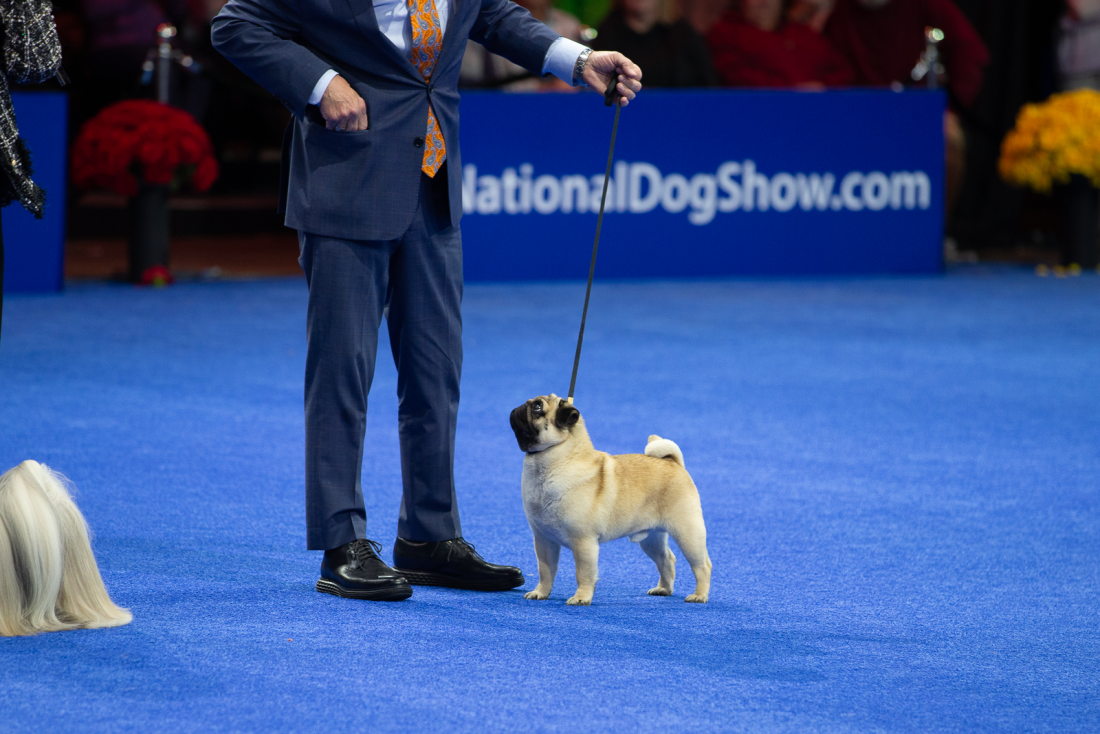  Vito the award-winning pug stands on the floor of the National Dog Show. 