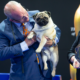 Vito is the first pug to win Best in Show at National Dog Show : NPR