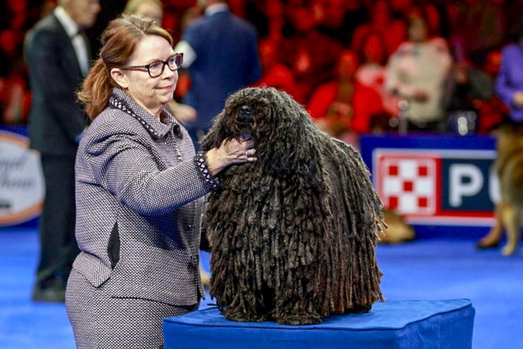 Dogs compete at the National Dog Show.