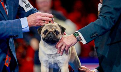 Vito the pug wins best in show at annual National Dog Show competition