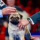 Vito the pug wins best in show at annual National Dog Show competition