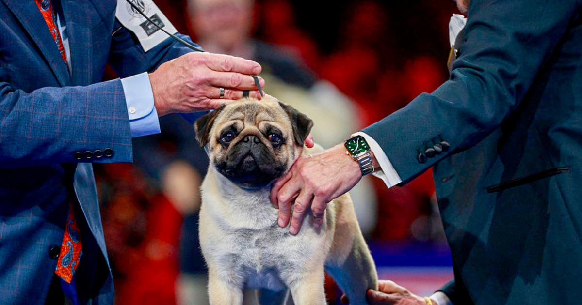 Vito the pug wins best in show at annual National Dog Show competition