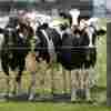 Dairy cows stand in a field outside of a milking barn at the U.S. Department of Agriculture's National Animal Disease Center research facility in Ames, Iowa.