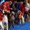 Handlers show their hounds during the National Dog Show on November 19, 2022 in Oaks, Pennsylvania.