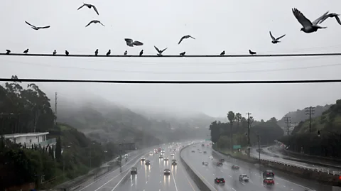 Getty Images Severe rainfall in 2024 linked to El Niño is thought to have contributed to the fire intensity (Credit: Getty Images)